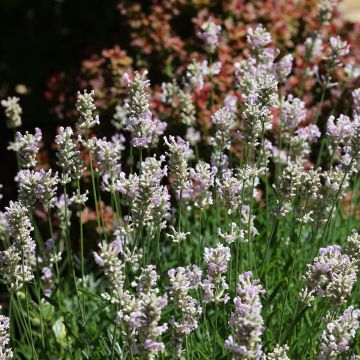 Lavandula angustifolia Rosea - Lavanda vera