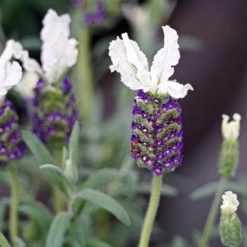 Lavandula stoechas Bandera White - Lavanda selvatica