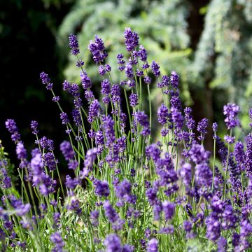 Lavandula angustifolia Montagnac Purple - Lavanda vera