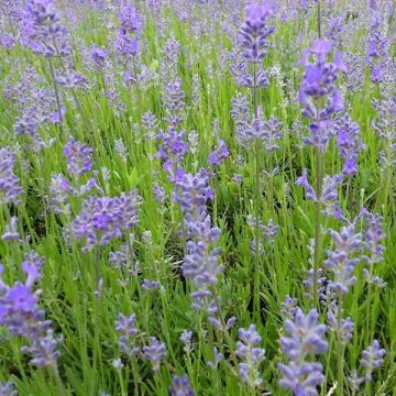 Lavandula angustifolia Middachten - Lavanda vera