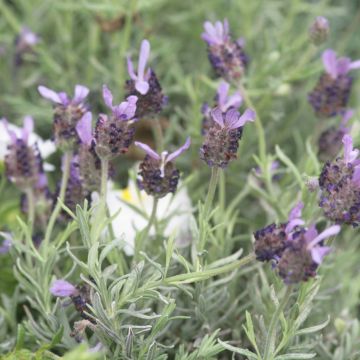 Lavandula Fat Head - Lavanda selvatica