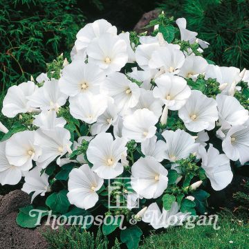 Lavatera trimestris Twins Cool White - Malva regina