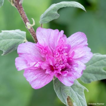 Lavatera Princess Pink
