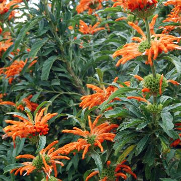Leonotis leonurus - Coda di leone