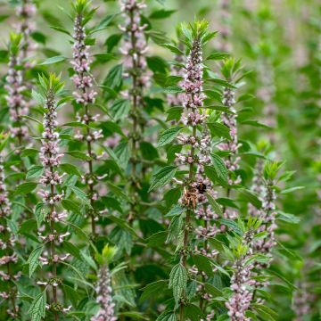 Leonurus cardiaca - Cardiaca comune