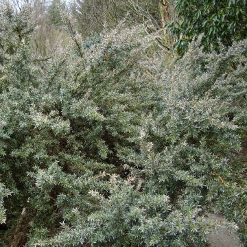 Leptospermum lanigerum Silver Sheen