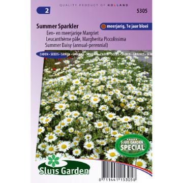 Leucanthemum pallens Summer Sparkler - Margherita pallida