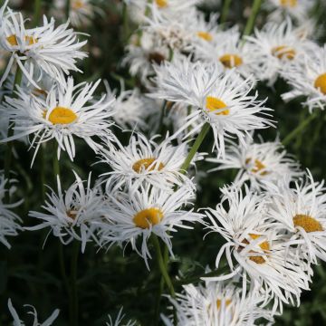Leucanthemum superbum Shapcott Gossamer - Margherita