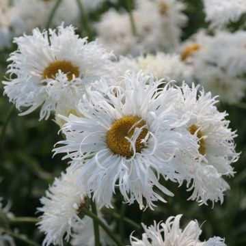 Leucanthemum superbum Shapcott Ruffles - Margherita