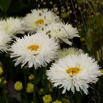 Leucanthemum superbum Shapcott Summer Clouds - Margherita