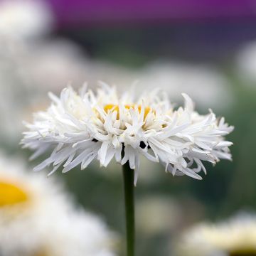 Leucanthemum superbum Real Galaxy - Margherita
