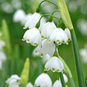 Leucojum aestivum Bridesmaid - Campanelle maggiori