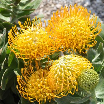 Leucospermum Yellow Carnival