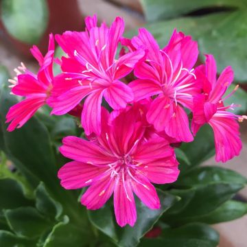 Lewisia cotyledon Ruby Red