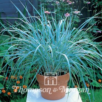 Leymus arenarius (semi) - Orzo delle sabbie