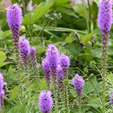 Liatris spicata (semi) - Liatride a spighe