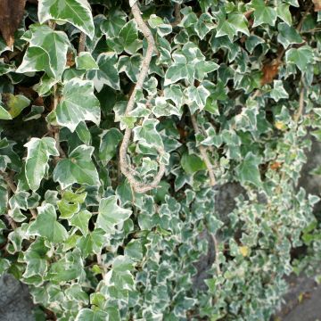Hedera helix Eva - Edera variegata