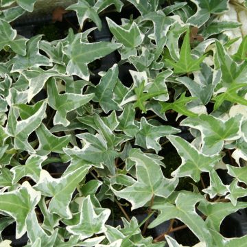 Hedera helix Sagittifolia Variegata - Edera variegata