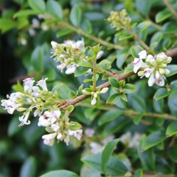 Ligustrum delavayanum - Ligustro