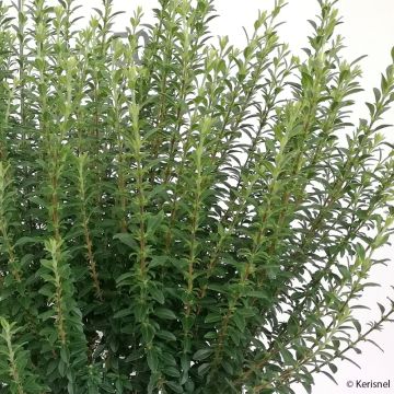 Ligustrum sinense Eugene Clive - Ligustro cinese