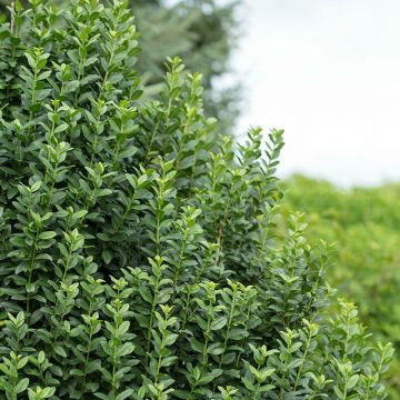 Ligustrum vulgare Straight Talk - Ligustro