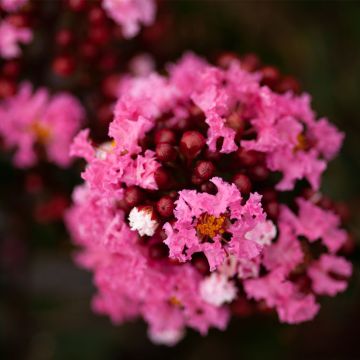 Lagerstroemia Enduring Pink - Mirto crespo