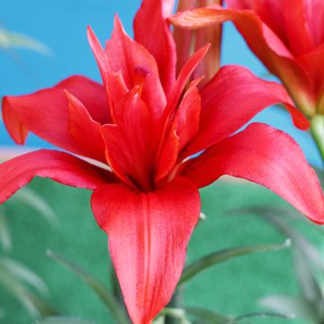 Giglio asiatico  a fiori doppi Bald Eagle