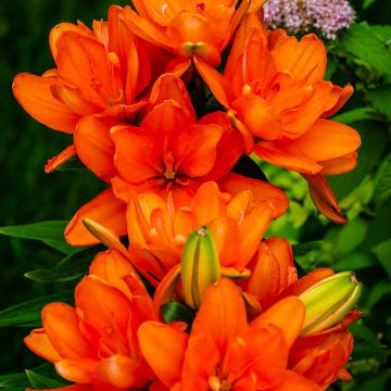 Giglio asiatico  a fiori doppiHulk