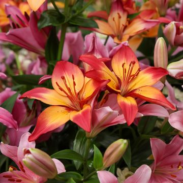 Giglio asiatico Heartstrings