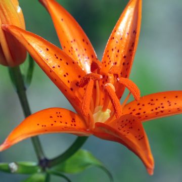 Lilium tsingtauense - Giglio