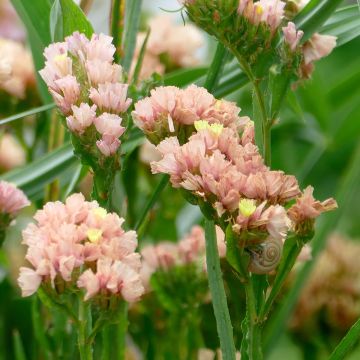 Limonium sinuatum QIS Apricot - Statice