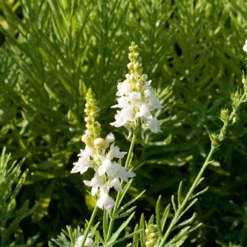 Linaria purpurea Alba