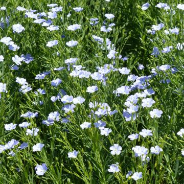 Linum grandiflorum Blue Dress - Lino scarlatto