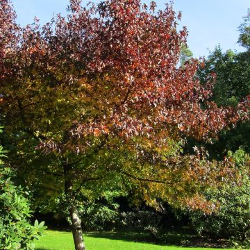 Liquidambar styraciflua Andrew Hewson - Storace americano