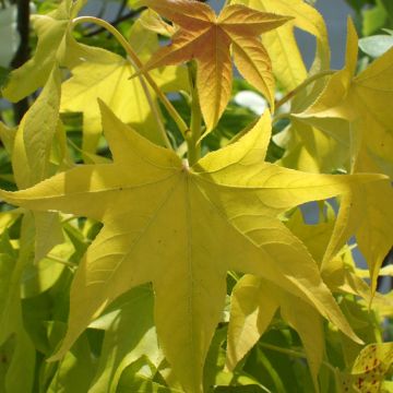 Liquidambar styraciflua Naree - Storace americano