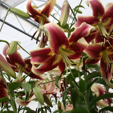 Giglio a tromba ibrido Scheherazade