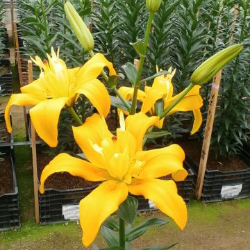Giglio asiatico  Backhand Butterfly Spring