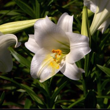 Lilium longiflorum Snow Queen - Giglio