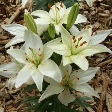 Giglio nano asiatico Ivory Pixie