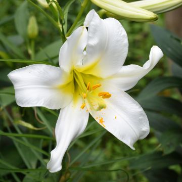 Lilium regale Album - Giglio regale