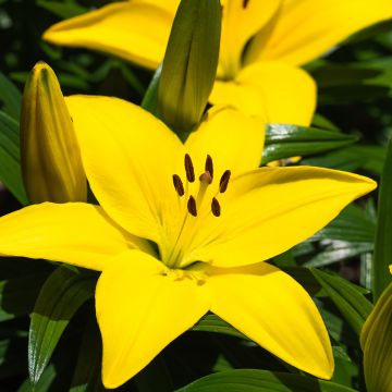 Giglio asiatico Fuenta