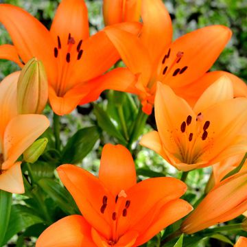 Giglio asiatico Surfside