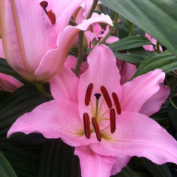 Giglio orientale ibrido Mistero