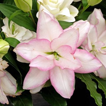 Giglio orientale Roselily Anouska