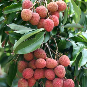 Litchi chinensis Kwai May Pink