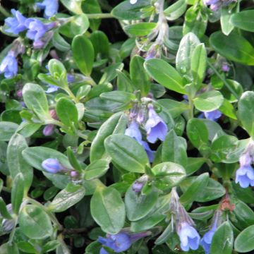 Lithodora oleifolia - Litodora