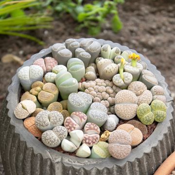 Lithops Pebble Plants Mixed - Pietre vive