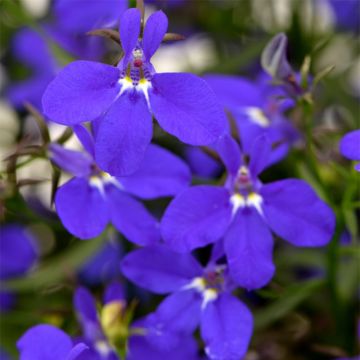 Lobelia Deep Blue Star