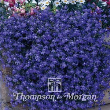 Lobelia Monsoon