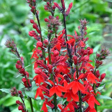 Lobelia Kompliment Tiefrot